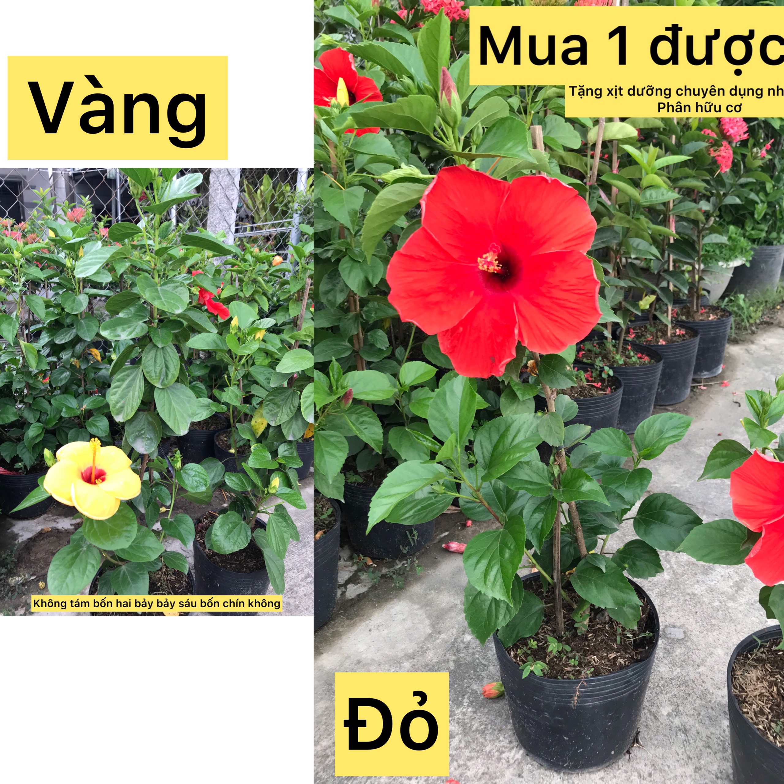 Cây bụt đỏ, vàng 1 cốt -cây công trình -cây sân vườn- cây hoa -caykiengsadec