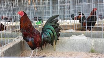 10 Trứng Gà Mỹ Rặc