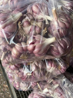 Hành tỏi -Tỏi khô - Loại tỏi nhiều tép (Túi lưới 0.5 - 1 kg) - Trồng tại đảo Lý Sơn