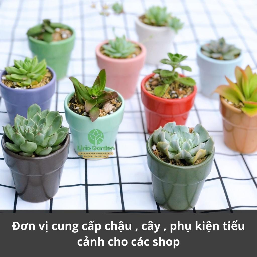 Cây sen đá kèm chậu kích thước 7x7cm