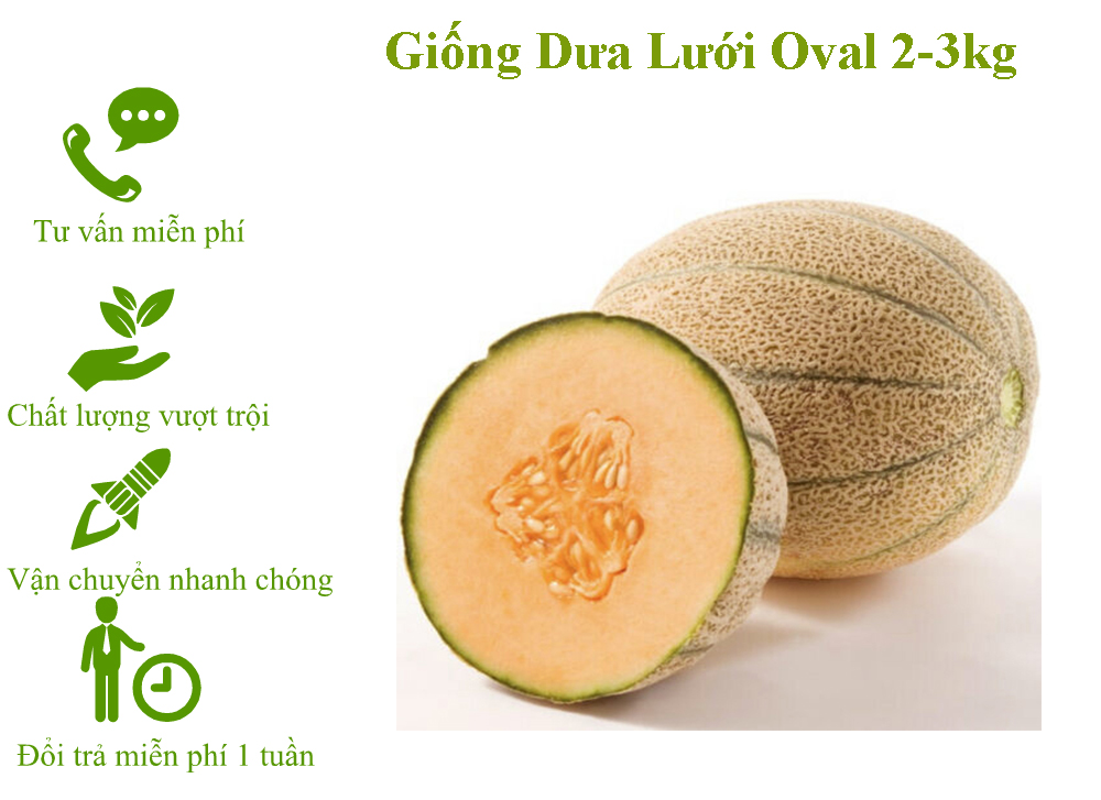 [HCM]Dưa lưới oval vân xanh F1 -gói 20 hạt nảy mầm tốt