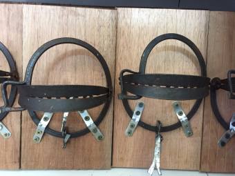 Bẫy chống cú - Bẫy kẹp chim cú