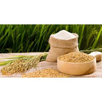 LÚA ( THÓC) CHẮC HẠT CHO CHIM/GÀ(1KG)