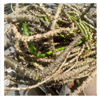 1kg cây thần thông khô, dây thần thông , dây cóc  dây kí ninh khô