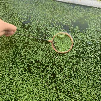 Bèo Tấm Thủy Sinh Lá Nhỏ - Bèo Cám Trang Trí Hồ Cá, Bể Cá Thủy Sinh Làm Sạch Nước[BÈO TẤM]