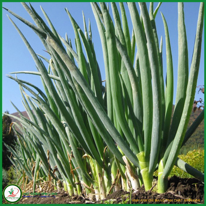 Hạt giống Hành lá Kobe TN 172 - 2g, hiệu Trang Nông chất lượng, nảy mầm cao