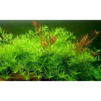 20 cây vảy ốc xanh - rotala green - cây thuỷ sinh dễ trồng không cần co2