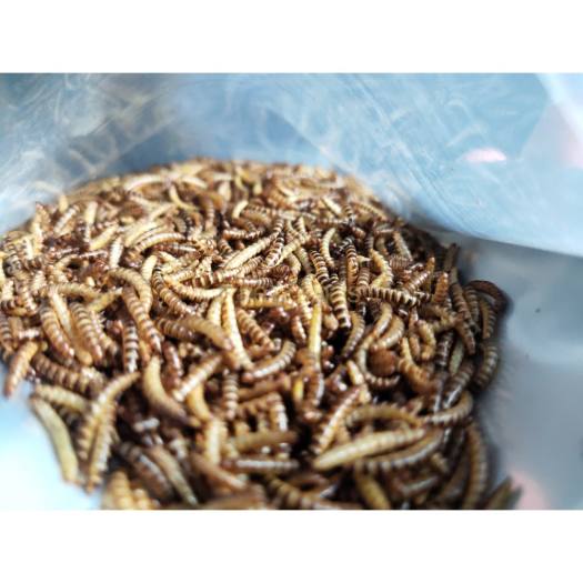 Sâu gạo sấy thơm cho chim, gà, cá, hamster, thằn lằn, sóc bay,...