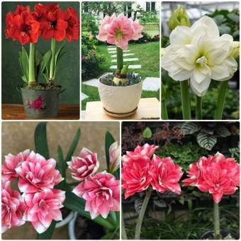 5 củ lan huệ kép