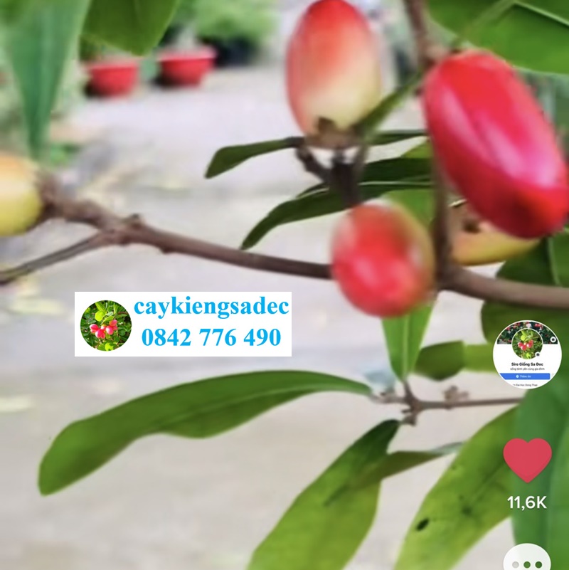 Caykiengsadec - Cây thần kỳ - tặng phân bón - hoa kiểng lá - cây cảnh quan công trình trang trí nội thất ngoài trời