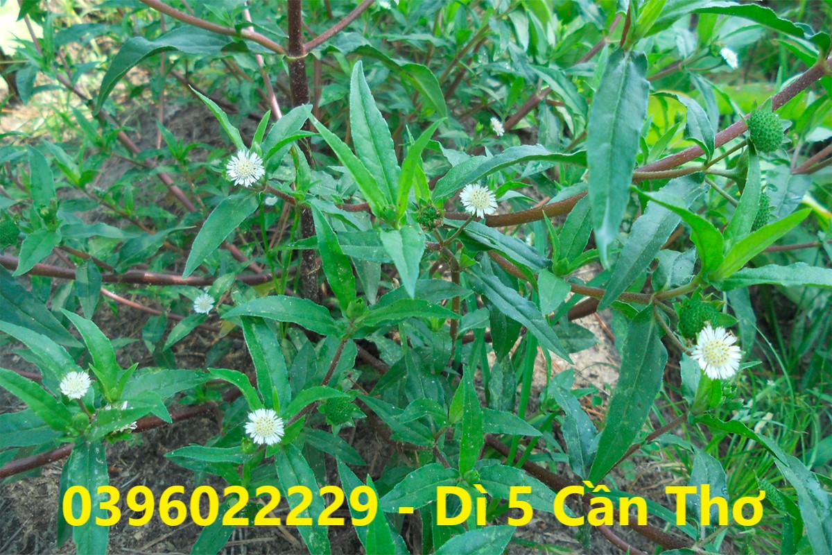 cây cỏ mực phơi khô 1 ký - Hàng đẹp sạch bụi bậm