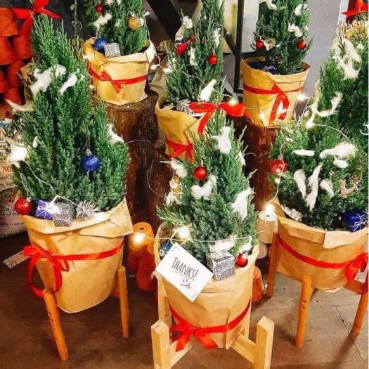 Cây Sơn Tùng cao trên 90cm 60cm và 45cm còn gọi là cây thông thật thông tươi trang trí Noel giáng sinh chưa trang trí