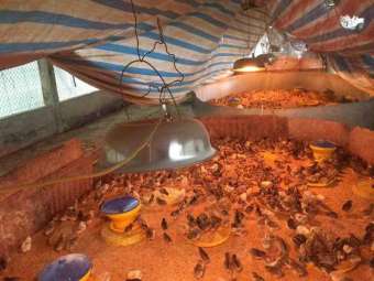 Bộ bóng úm gia cầm 1200 w bằng sợi Carbon siêu bền