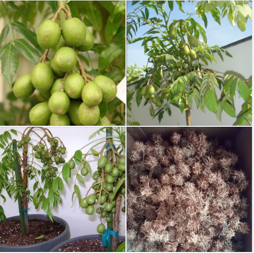 Hạt giống cây ăn trái cóc Thái ( 1 gói 3 hạt )