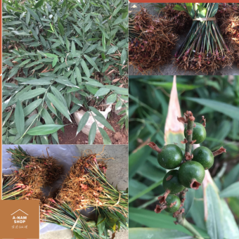 200gram Gừng núi đá Lạng Sơn, gia vị lạp sườn