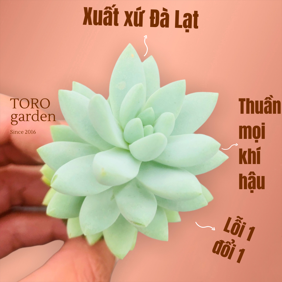Sen đá chuỗi ngọc lam size mini siêu cute lỗi 1 đổi 1