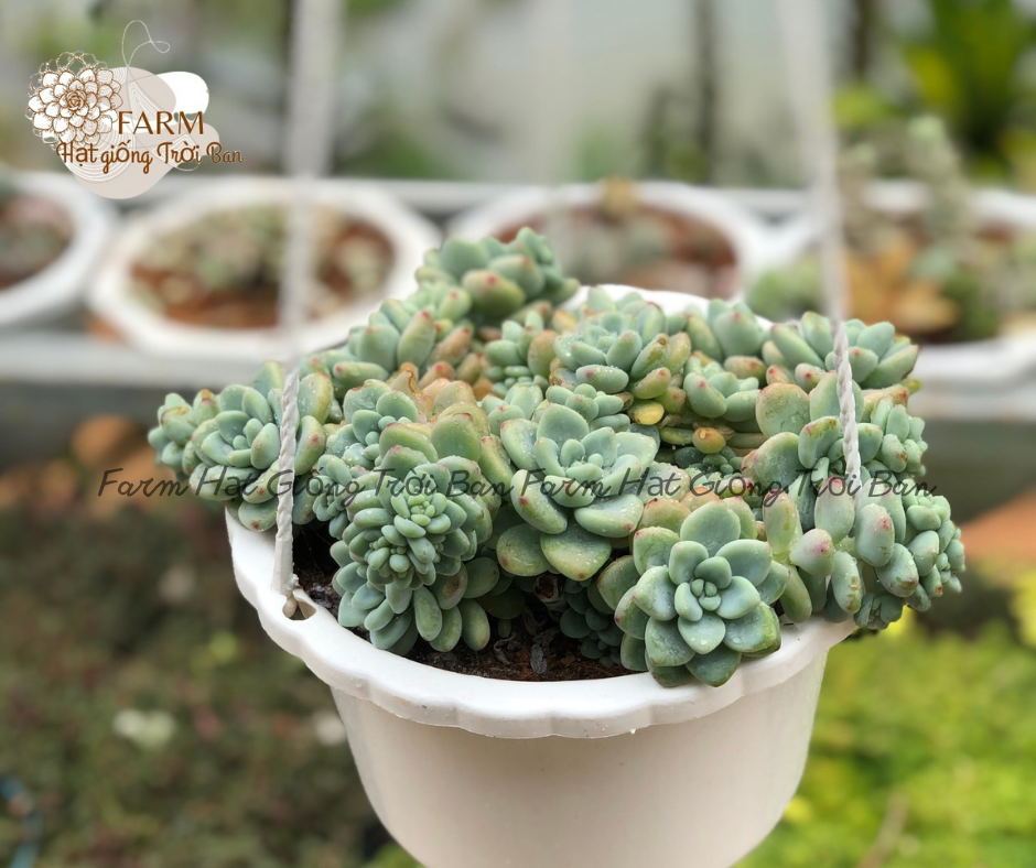 Chậu treo sen sỏi thiên thanh- xuất vườn đà lạt- đã thuần khí hậu