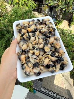 Cồi Hàu Điếu - Đã làm sạch sẵn - Hải Sản Kỳ Hà