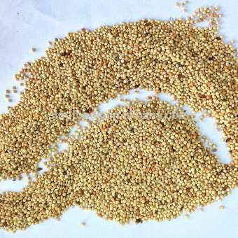 Hạt Kê Vàng 1Kg có vỏ cho yến hót, vẹt....