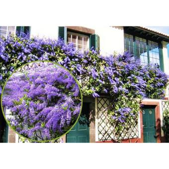 Hoa Leo Mai Xanh Thái Lan