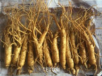 Nửa Ký Sâm Tươi Hầm Gà  Hà Quốc ( 10-15 củ), Giúp Tăng Cường Sức Đề Kháng, Nhân Sâm Tươi Hàn Quốc, Sâm Tươi Ngâm Mật Ong, Sâm Tươi Hầm Gà, Tetosi