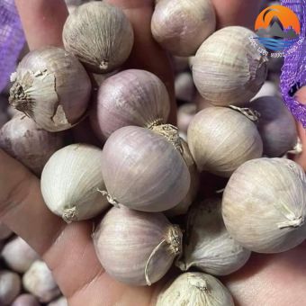 Tỏi cô đơn, tỏi 1 nhánh Phù Yên - Sơn La loại 1. Đặc sản tỏi cô đơn một nhánh làm tỏi đen lý sơn phan rang hải dương sơn la