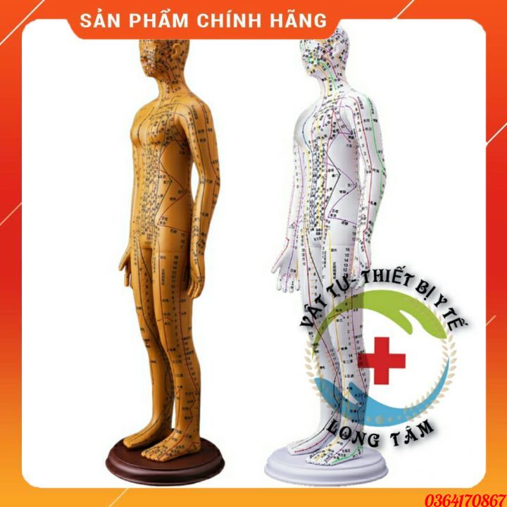 Mô hình châm cứu huyệt vị Nam, nữ - tượng người huyệt vị châm cứu