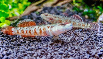 Hoàn Tiền -  Cá Thuỷ Sinh Cá Bống Tê Giác Full Trống đã lên màu