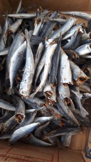 Cá Nục Tẩm Bột Chiên Giòn, Khô cá nục🌴loại ngon🌴không đầu, vị vừa ăn, thịt dai thơm, đảm bảo an toàn thực phẩm.