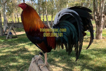 5 Trứng Gà Mỹ Rặc Một Máu