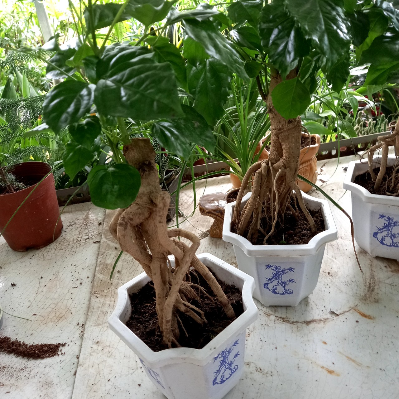 Cây Hạnh phúc Bonsai size to
