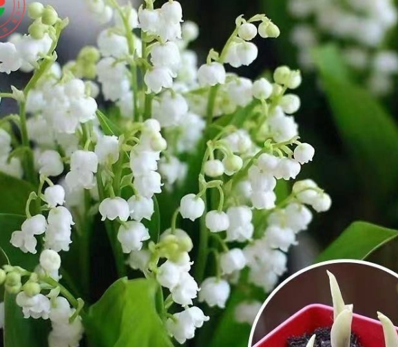 Lily Of The Valley Seedlings - Cold-Resistant, Easy-To-Grow
