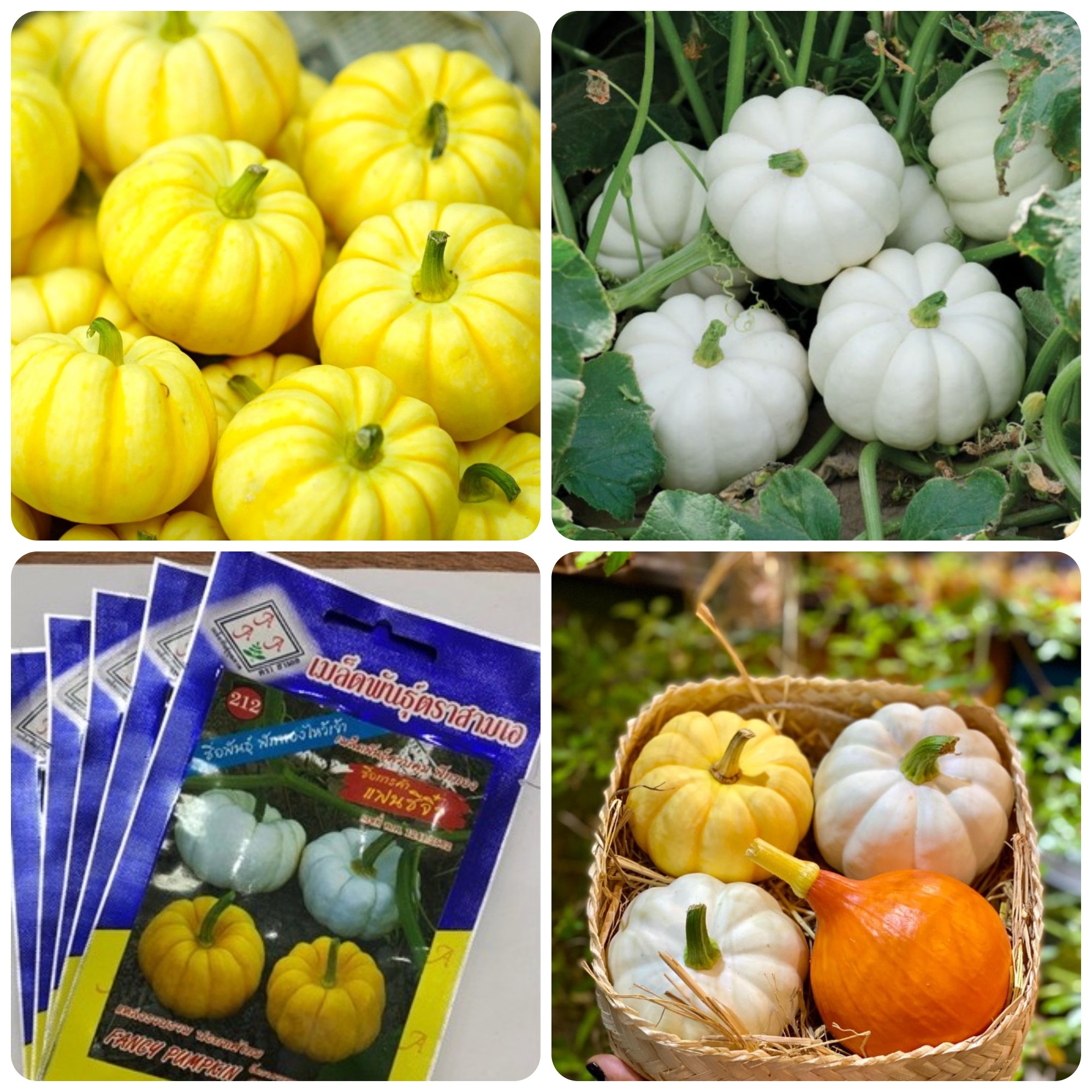 Hạt giống Bí ngô mini fancy Thái Lan gói 1gr