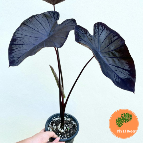 Colocasia Black Coral .Cây kiểng trang trí cao cấp
