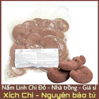 Nấm linh chi Đỏ 500g (Xích chi Việt Nam nhà trồng)