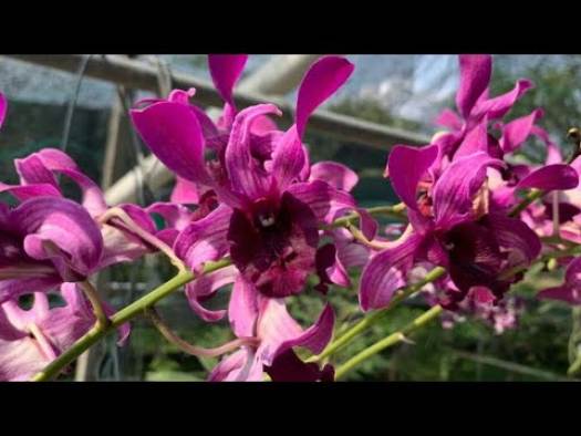 denro nắng lưỡi bò tím cây giống to khỏe