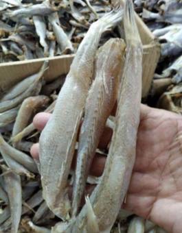 500GR KHÔ CÁ BỐNG CÁT DỪA NGON, BÉO NHÀ LÀM, KHÔNG HÓA CHẤT, PHỤ GIA