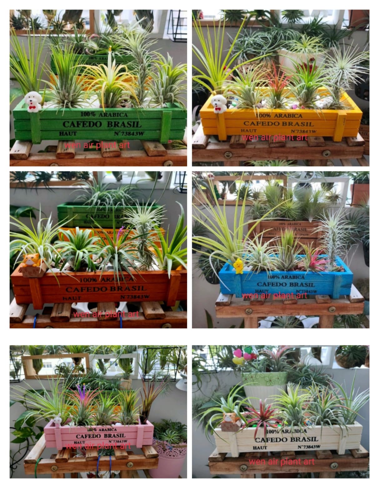 Buy Plant, Seeds and Bulbs Online lazada.sg