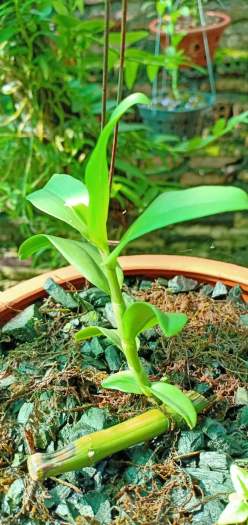 Hoa phong lan - ám lá nhựa địch quả( cao 25cm, bộ rễ khỏe, trồng thuần tự nhiên)