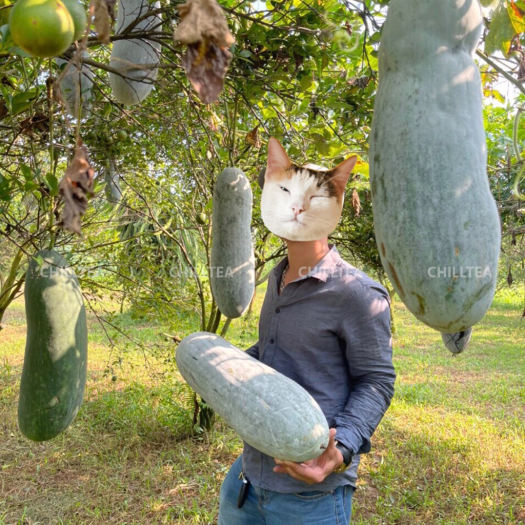 Set Trà Sâm Bí Đao Chilltea, Trà Hoa Cúc, Bí Đao Sấy Khô Giảm Cân, La Hán Quả Thanh Nhiệt, Mát Gan Nhà Làm Nấu 2-4 lít