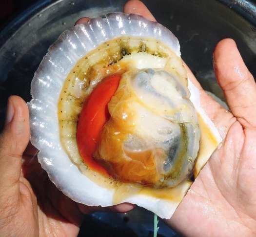 HCM - Sò Điệp Nhật nguyên con  1Kg