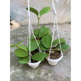 Lan Cẩm Cù lá Trái Tim , cây đẹp giá hợp lý, nhắn tin để shop tư vấn chi tiết