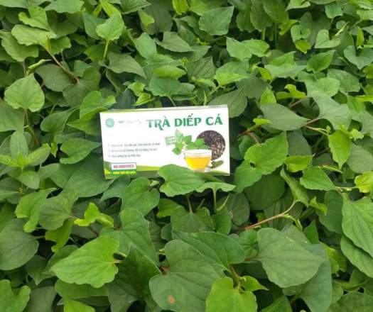 Trà diếp cá Lụa Vy