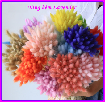 ❤️ Hoa khô Lagurus Bunny Tails ❤️ BÔNG CỎ ĐUÔI THỎ/ CỎ LAU MỸ - Decor, trang trí, phụ kiện chụp ảnh