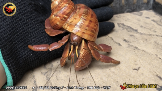 [XL+] BREVI Ốc Mượn Hồn - Cua Ẩn Sĩ - Ốc Mượn Hồn Đẹp - Ốc Mượn Hồn Giá Rẻ