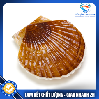 Sò Điệp Nhật Nhập Khẩu Nguyên Con Túi 1Kg