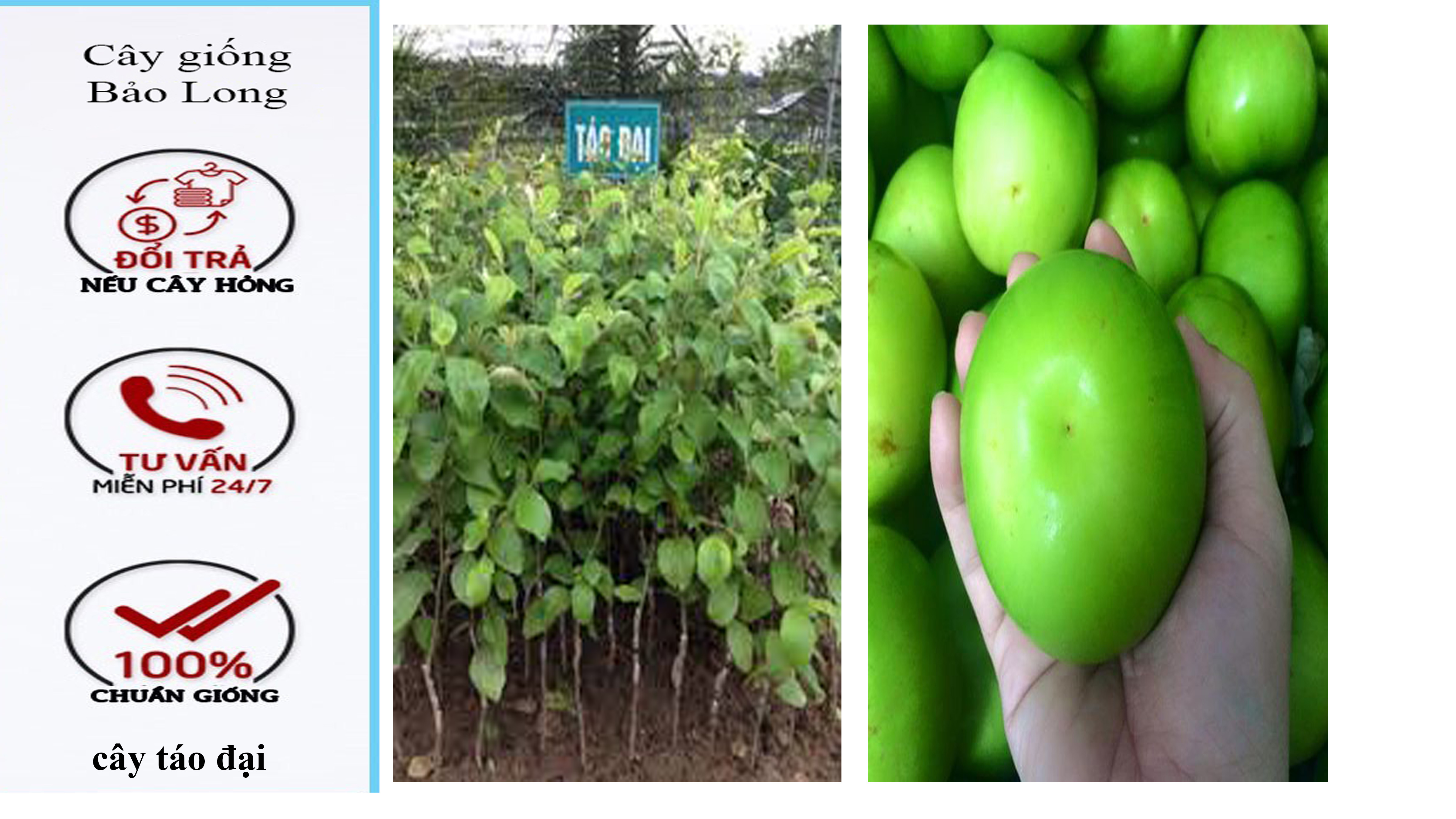 Cây giống táo đại, táo quả to, táo ngọt