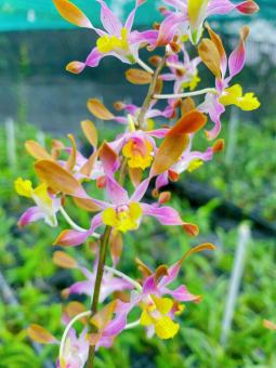 dendro nắng King brown hoa thơm phức chậu trưởng thành sắp hoa khỏe mạnh