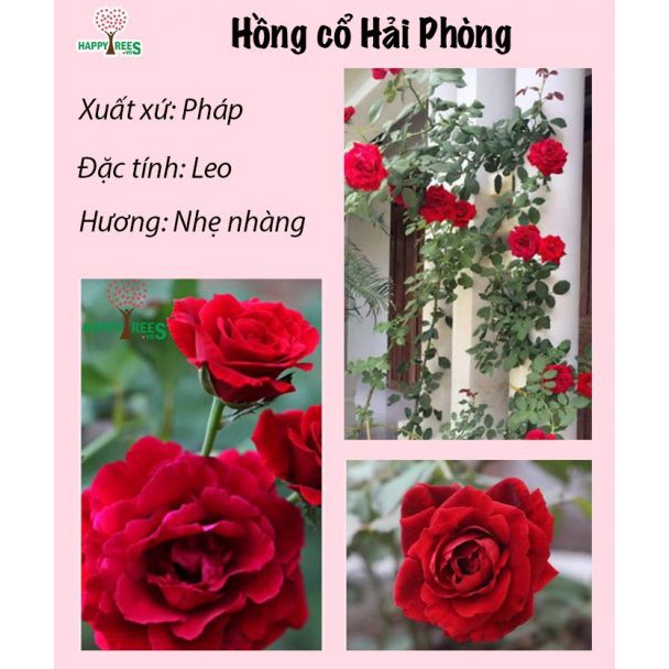 COMBO 2 Cây hoa hồng cổ hải phòng hoa siêu đẹp