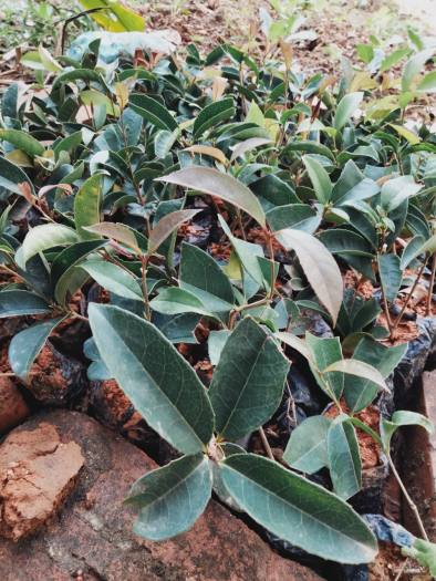 3 cây mộc hương ta giống